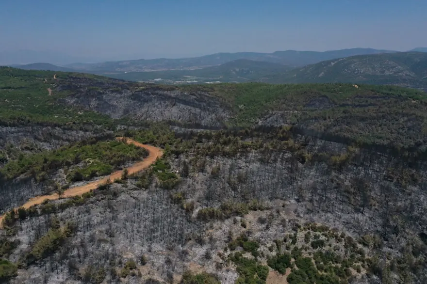 Menderes'teki orman yangınından geriye kalanlar 13