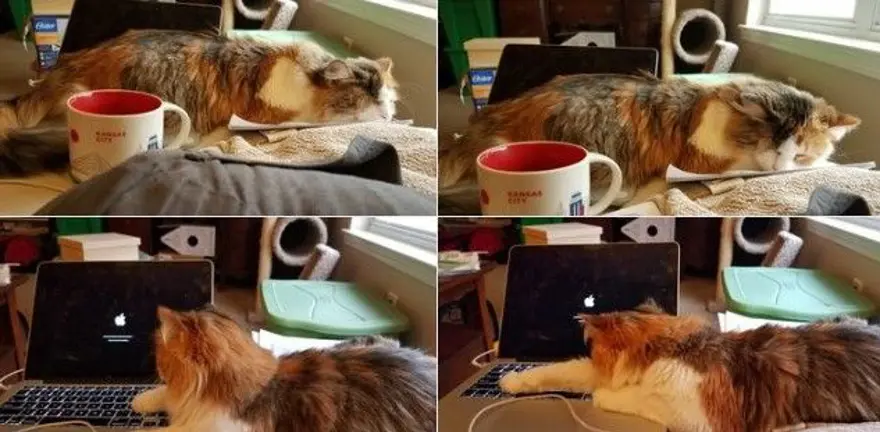 Corona virüs nedeniyle evden çalışma manzaraları 23