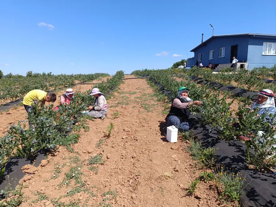 İstanbul, Trabzon ve Ankara'daki marketlere satılıyor! 3 yıl önce deneme amaçlı ekildi, şimdi köyün geçim kaynağı oldu 2 İstanbul, Trabzon ve Ankara'daki marketlere satılıyor! 3 yıl önce deneme amaçlı ekildi, şimdi köyün geçim kaynağı oldu 2