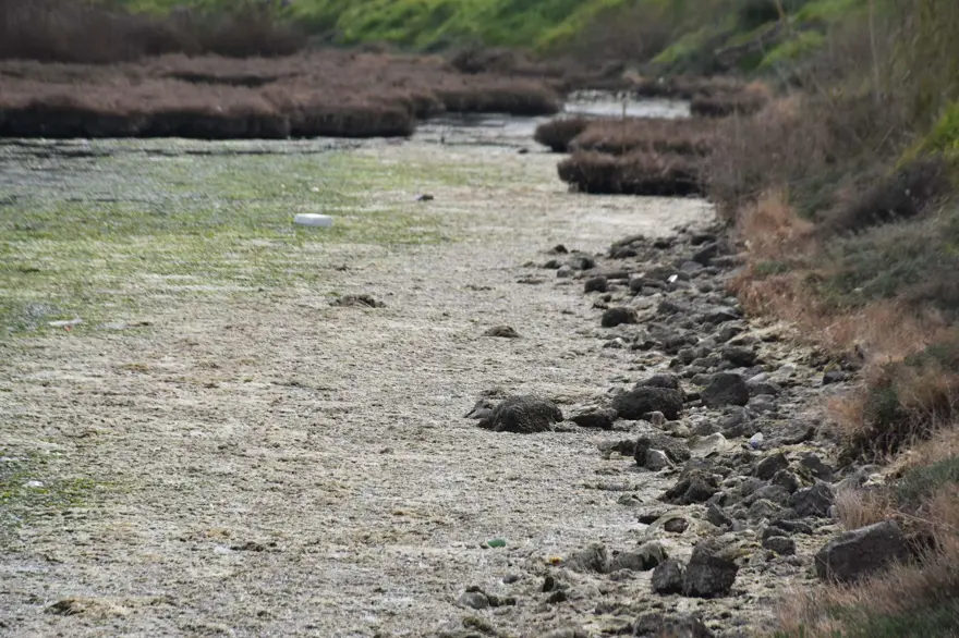 Çakalburnu Lagünü için kritik deniz marulu uyarısı: Son 2 yıldır marullar hiç kalkmadı 15 Çakalburnu Lagünü için kritik deniz marulu uyarısı: Son 2 yıldır marullar hiç kalkmadı 15