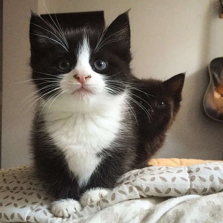 Hayatını kedileri kurtarmaya adadı 173