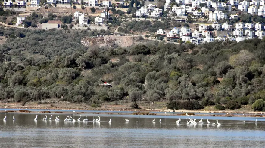 Tuzla Sulak Alanı'na flamingo akını 5