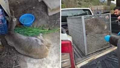 Bitkin halde bulunan ceylan tedavi altına alındı
