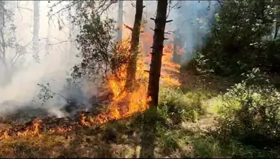 İstanbul, İzmir ve Kütahya’da orman yangını (Sultangazi’dekundaklama şüphesi)