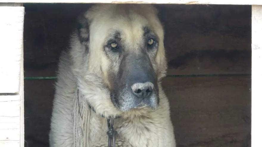 İklim değişikliği kangalları da vurdu 2 İklim değişikliği kangalları da vurdu 2