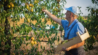 Armudun atası, Anadolu’nun yalnız ağacı: Ahlat ağacı