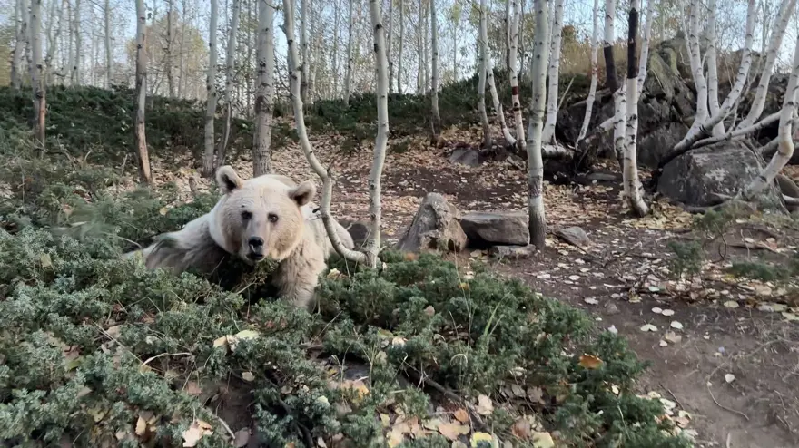 Nemrutkapatıldı: Ayıların beslenme alışkanlıkları değişti, valilik yasak kararı aldı 1