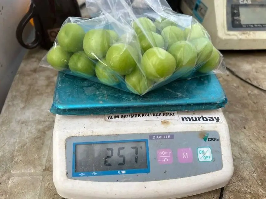 Arap şeyhlerine kilosu 2 bin liradan erik 4 Arap şeyhlerine kilosu 2 bin liradan erik 4