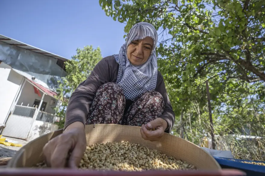 Coğrafi işaretli "Ulukale Dutu" geçim kaynağı oldu! Güneşin karşısında kurutuluyor, elekten geçirilerek hazırlanıyor 