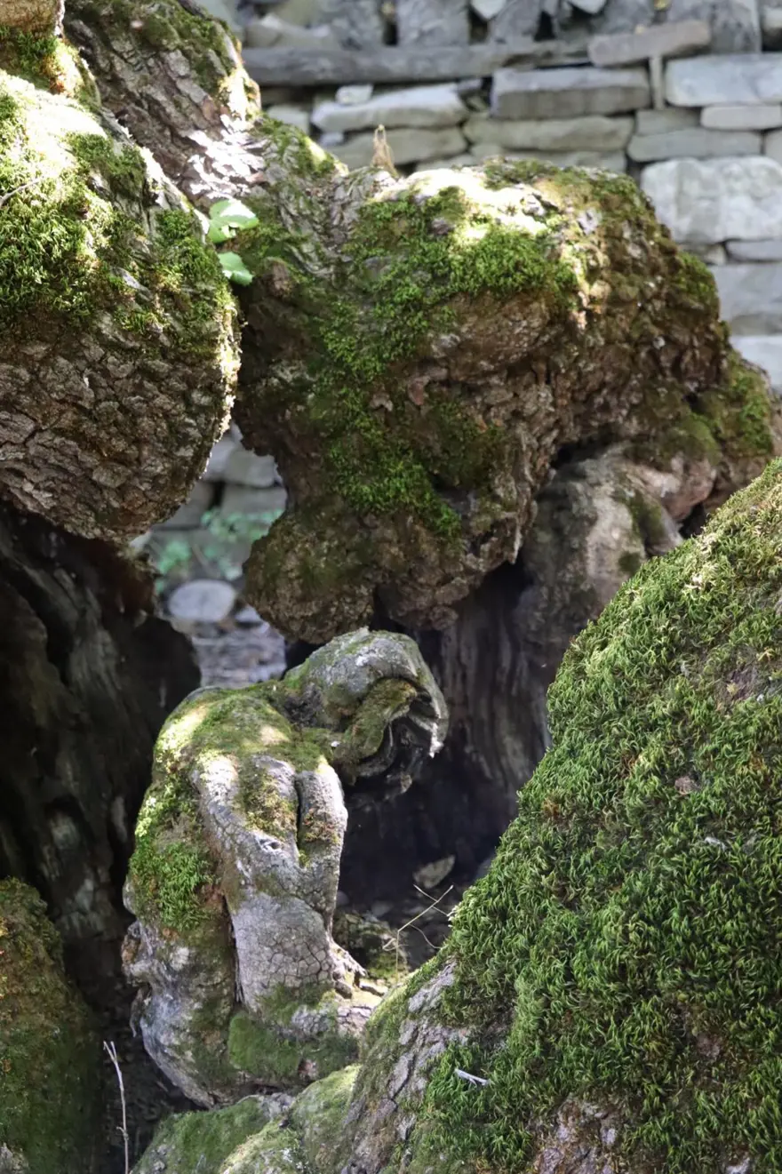 "ÇOK İLGİNÇ BİR GÖRÜNTÜ" 4