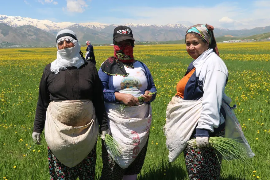 Baharın gelmesiyle mesai başladı: Yemeklerde ve peynir yapımında kullanılıyor 2
