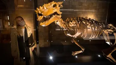 108 milyon yıllık dinozor! Bugüne kadarki en eski fosil keşfedildi