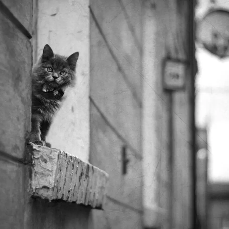 İnternetin yeni fenomenleri 56