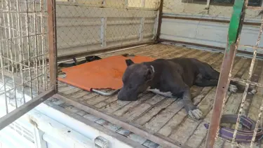 Evin bahçesine giren pitbull, paniğe neden oldu