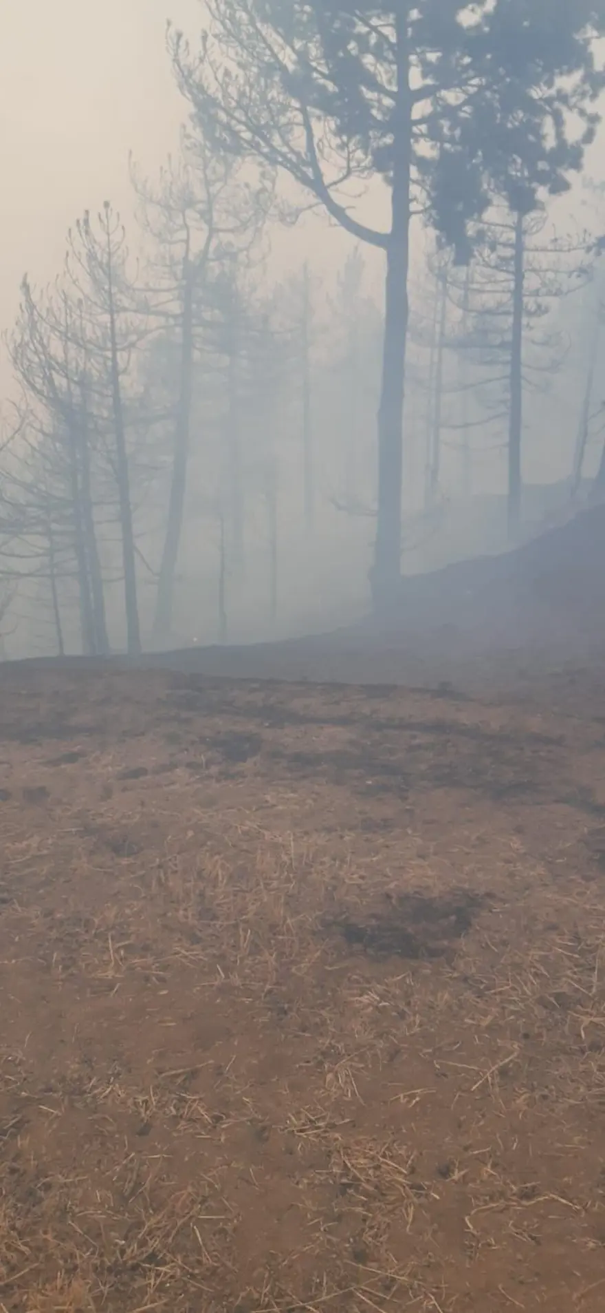 Çorum’da orman yangını 4 Çorum’da orman yangını 4