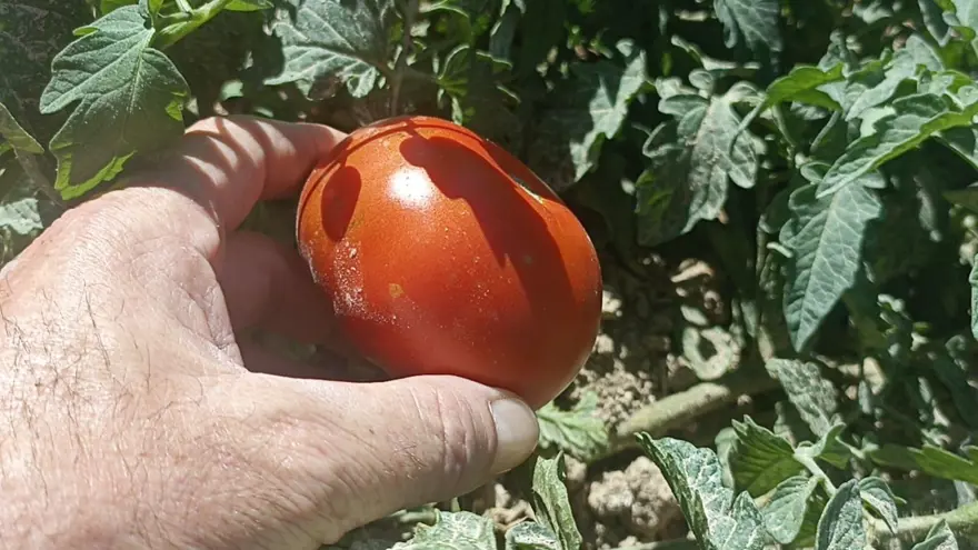 Kayısı meyve vermeyince domates ekti: Hasat etmeye başladı 3 Kayısı meyve vermeyince domates ekti: Hasat etmeye başladı 3