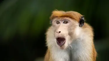 Trafoya giren maymun tüm ülkenin elektiğini kesti