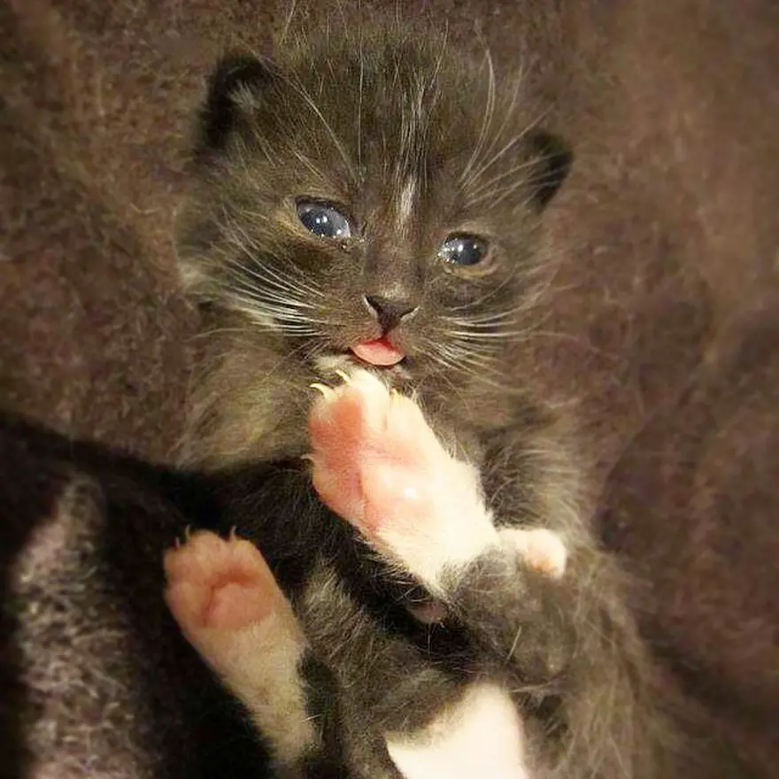 Hayatını kedileri kurtarmaya adadı 81