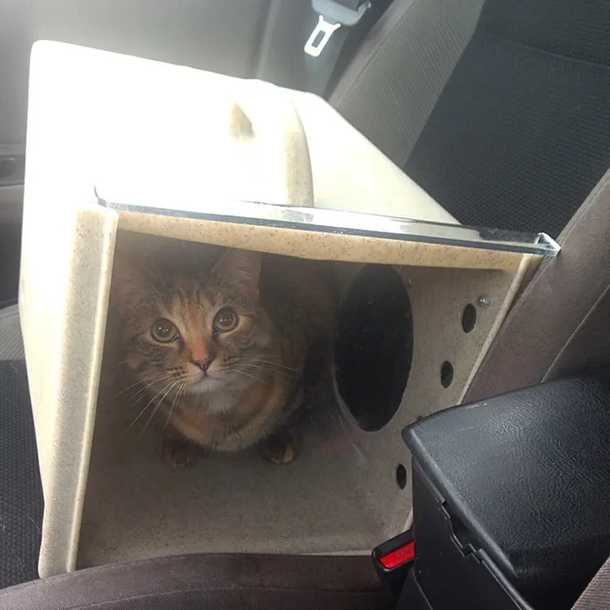 Hayatını kedileri kurtarmaya adadı 86