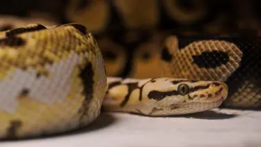 Hindistan'da bir bebek yılanı ısırarak öldürdü