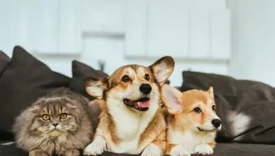 Evcil hayvan maması pazarı büyüyor