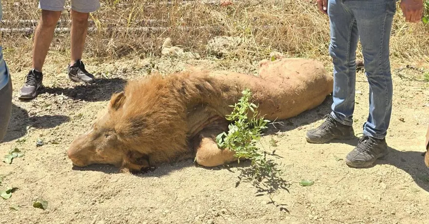 ASLAN TÜFEKLE ÖLDÜRÜLDÜ 5