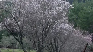 Antalya'da badem ağaçları erken çiçek açtı
