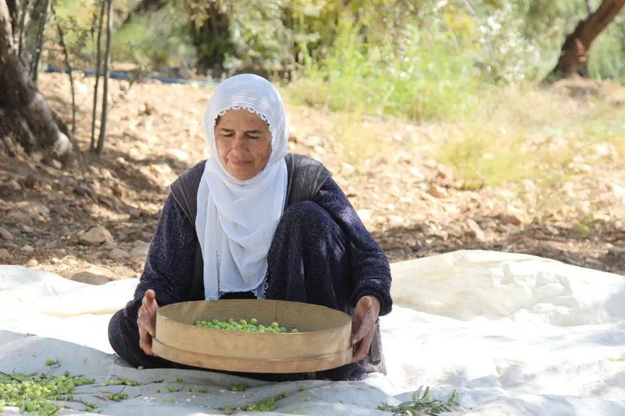 Dededen kalma yöntemle yetiştiriliyor: Kuraklık nedeniyle tehlike altında 