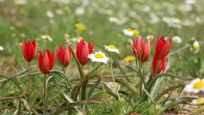 Bu laleyi koparmanın cezası 60 bin lira