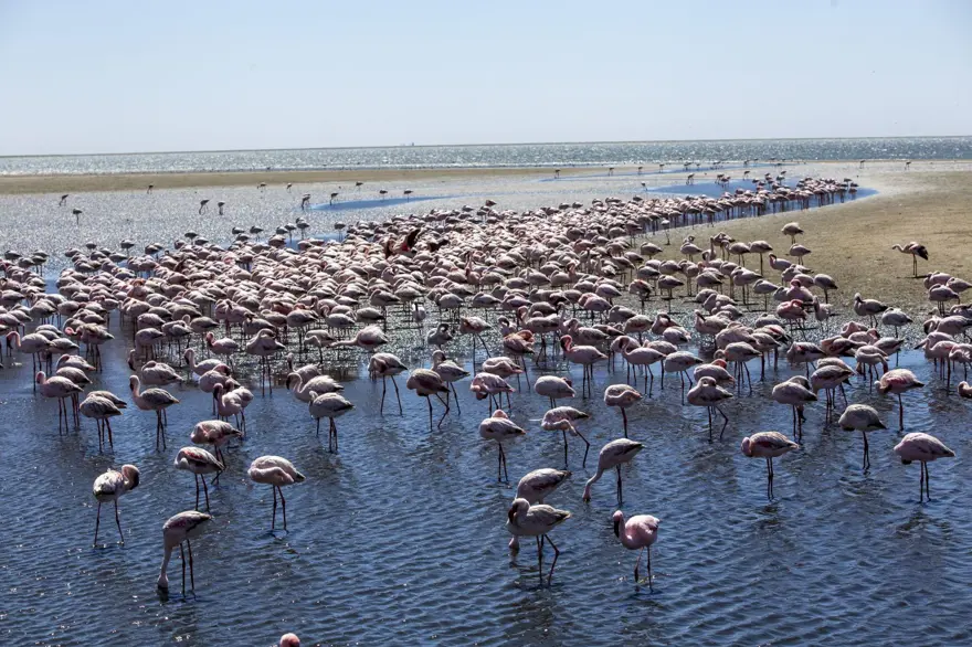 Afrika sahillerinde bir flamingo cenneti: Walvis Bay Lagünü 17