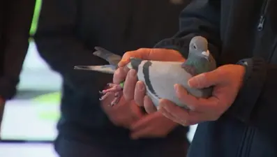 Belçika'da bir posta güvercini 1 milyon 600 bin euroya satıldı (Yaklaşık 14 milyon 480 bin TL)