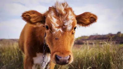 Buzağı desteği başvuru tarihleri 2025: 1. dönem buzağı yardımı ödemeleri ne zaman?