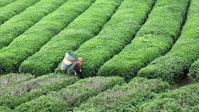 ÇAYKUR bayramda da yaş çay alımına devam edecek