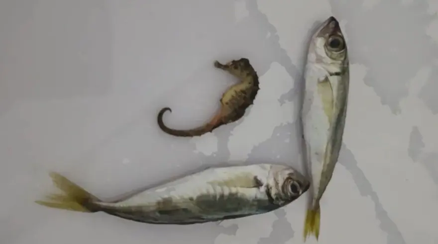 Balıkların arasından çıktı: Evinde pişirmek için almıştı 