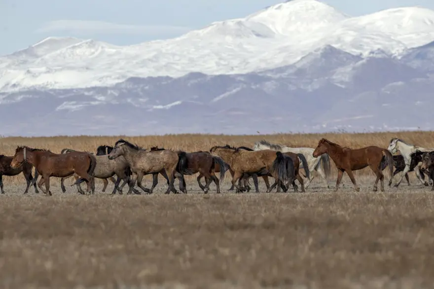 Sultan Sazlığı'na renk katan Yılkı atları kışın bölge halkınca besleniyor 1