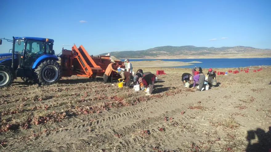 Tarlada fiyatı 8 lira: Hasadı başladı Tarlada fiyatı 8 lira: Hasadı başladı