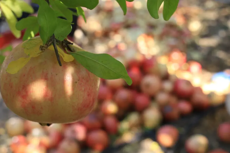 Bu narların tanesi 1,5 kilo 8 Bu narların tanesi 1,5 kilo 8