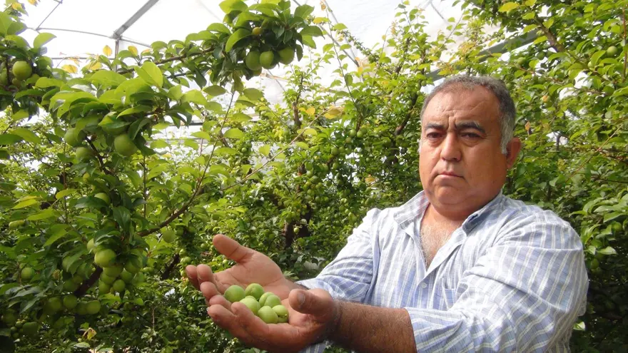 Kilosu 8 bin TL'den satılıyordu: Fiyatı 400 TL'ye kadar düştü 3