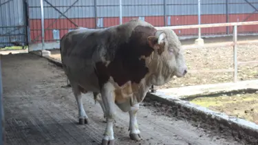 1.4 ton ağırlığında, ikinci el otomobil fiyatına alıcısını bekliyor