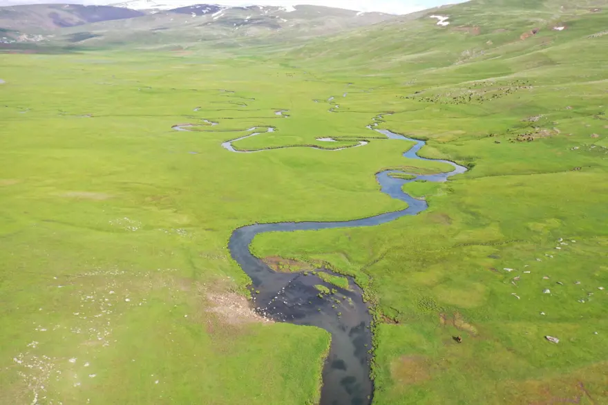 Ağrı'da mendereslerin bulunduğu ovalar yeşile büründü 