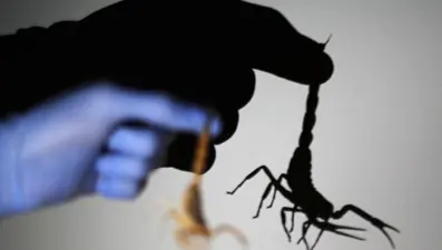 Mısır'da akrep istilası: 3 ölü