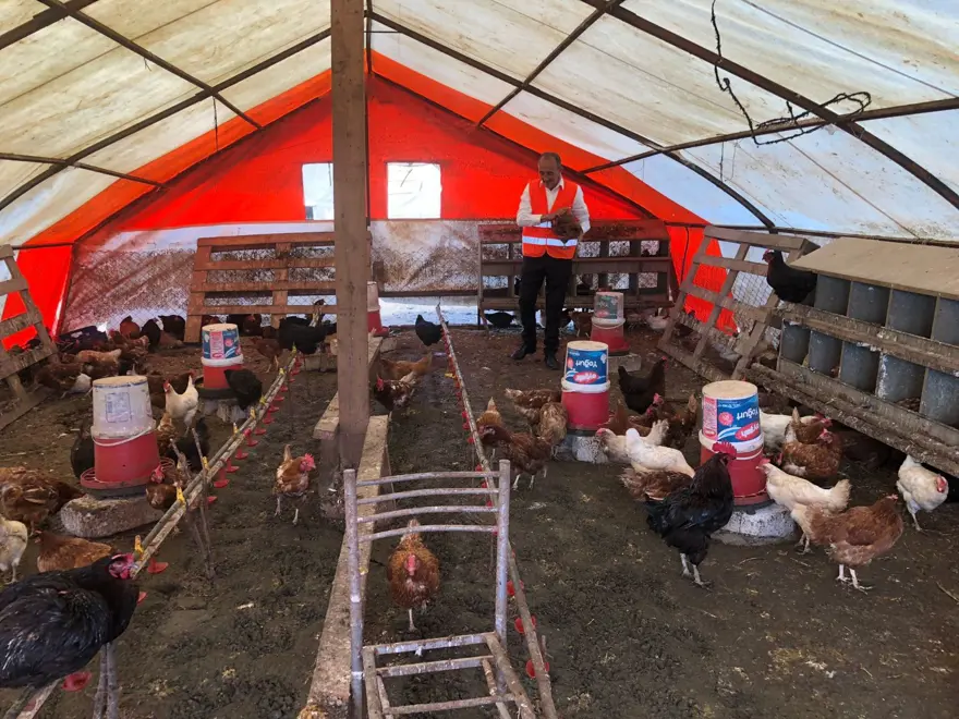 Tavuklara Neşet Ertaş dinletiyor Tavuklara Neşet Ertaş dinletiyor