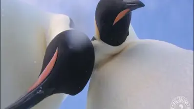 Meraklı penguenler 'selfie' çekerse