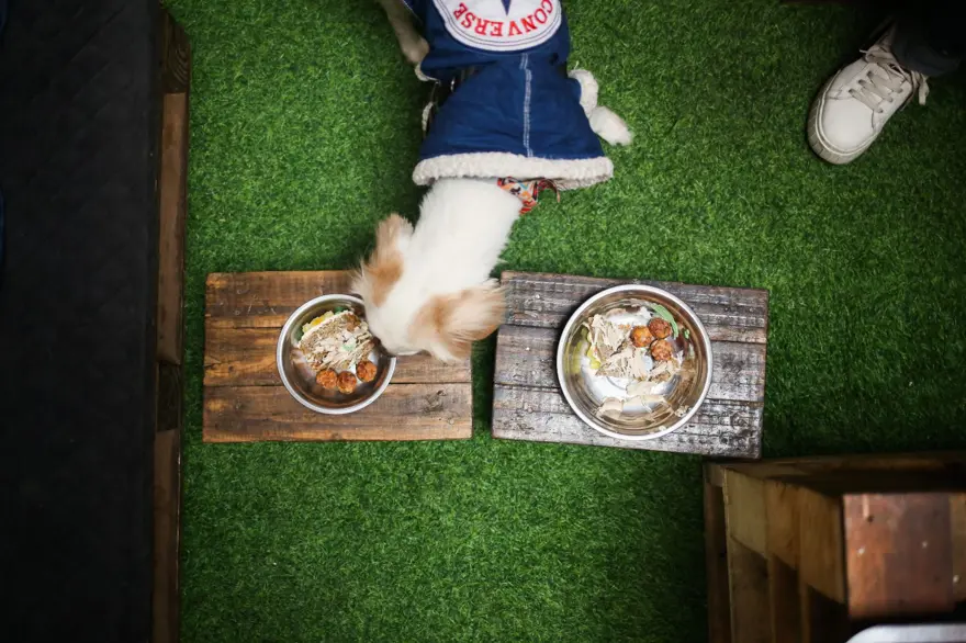 Dünyanın ilk köpek restoranı Bolivya'da açıldı 4
