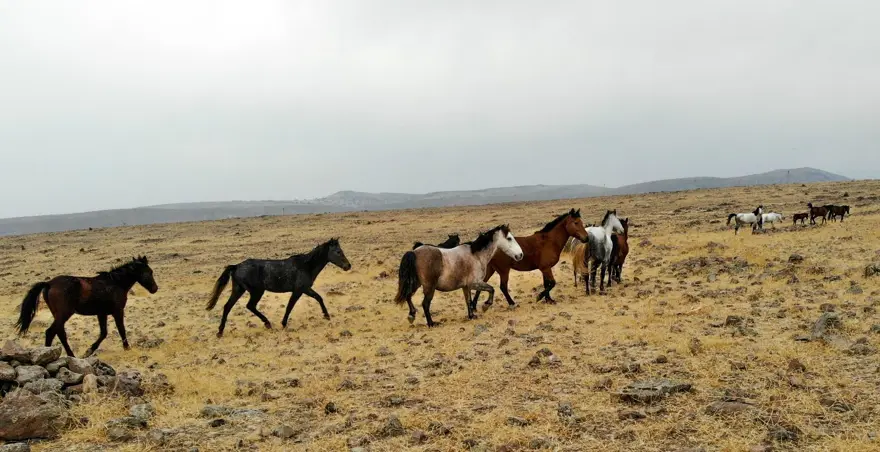 Tunceli'de özgürlüğün sembolü 'Yılkı atları' havadan görüntülendi 