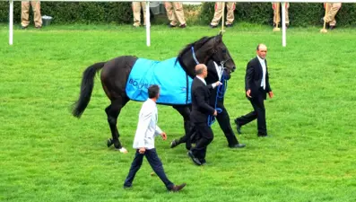 Şampiyon at Bold Pilot öldü (Bold Pilot kimdir?)