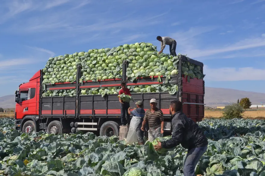 Tarlada kilosu 10 lira, üretici memnun: Niğde'de hasat başladı 4 Tarlada kilosu 10 lira, üretici memnun: Niğde'de hasat başladı 4