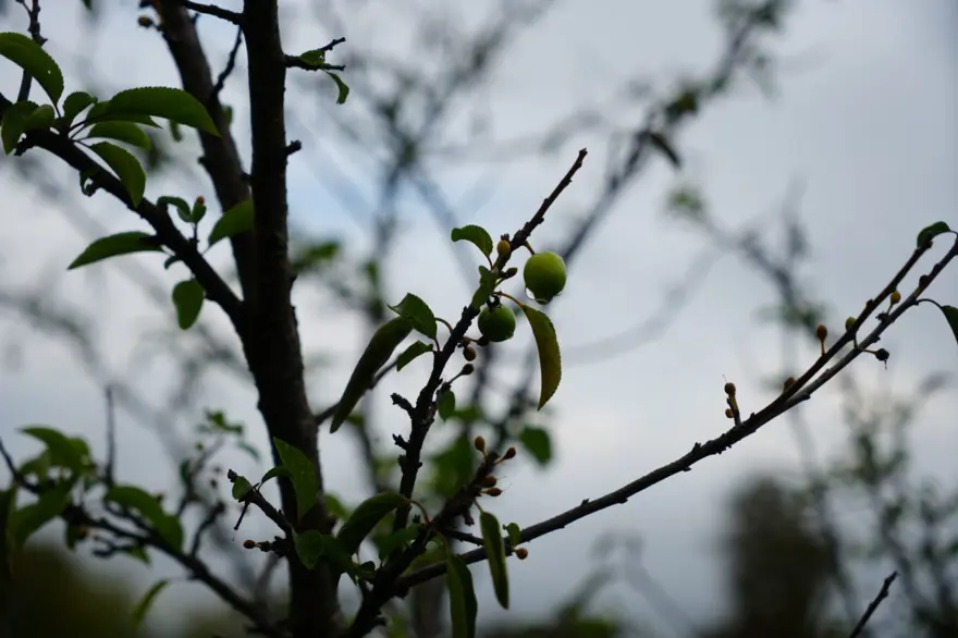 Bahçesinde ilginç olay yaşadı: "Bu mevsimde de erik yemedik demeyiz" 1 Bahçesinde ilginç olay yaşadı: "Bu mevsimde de erik yemedik demeyiz" 1