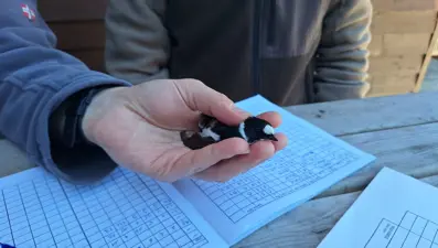 Kuş cennetinde kuş halkalama çalışması devam ediyor