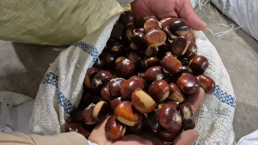 Toplaması çok zahmetli, kilosu 400 lirayı buluyor: Tescilli lezzet pazara indi 4 Toplaması çok zahmetli, kilosu 400 lirayı buluyor: Tescilli lezzet pazara indi 4